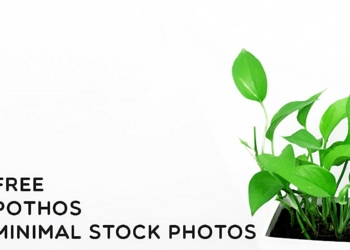 Free Pothos Minimal Stock Photos