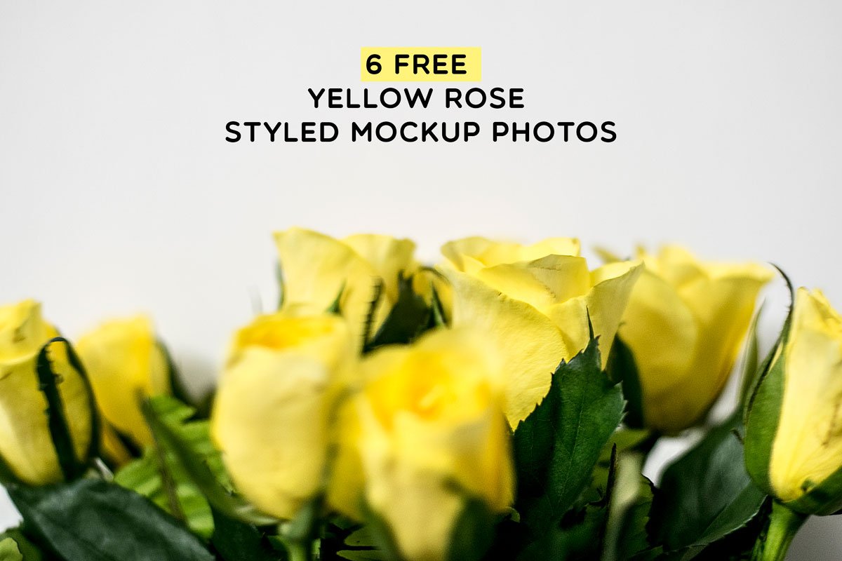6 Free Yellow Rose Styled Mockup Photos