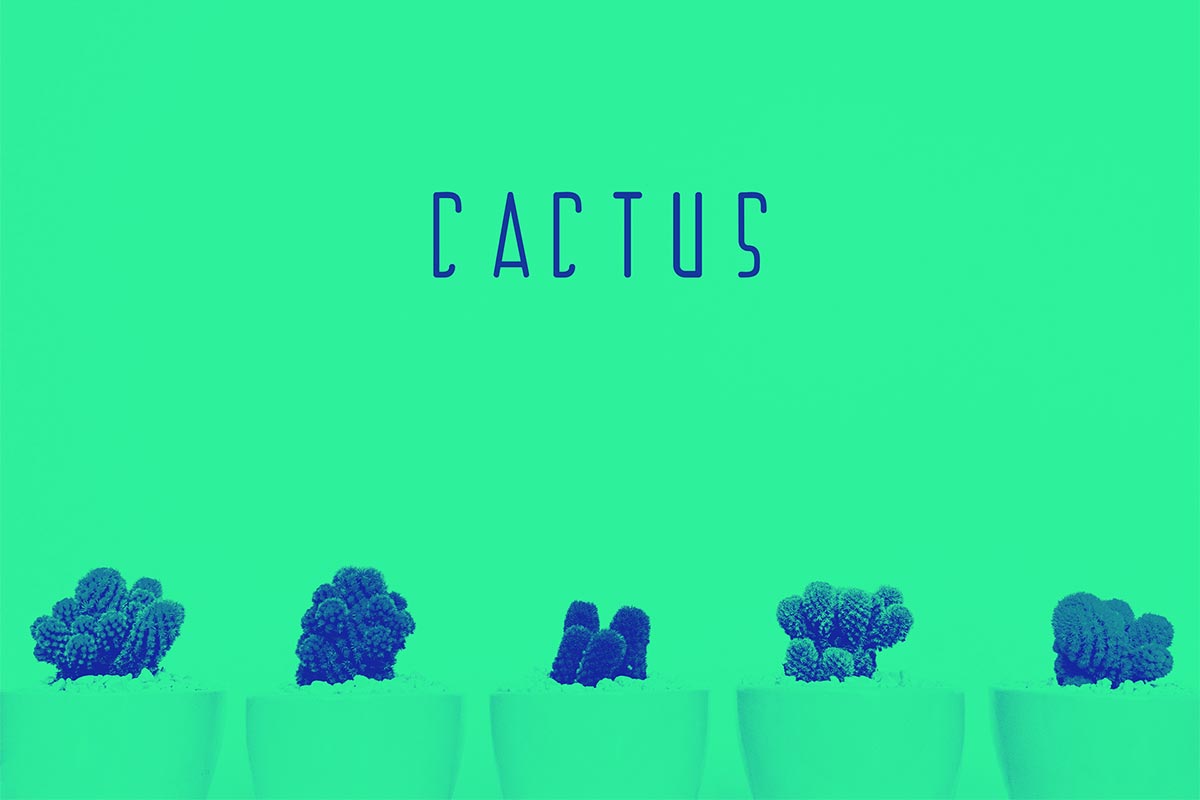 Free Cactus Display Font