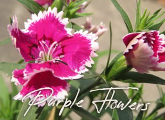 5 Free Purple Flowers Photos