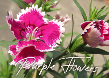 5 Free Purple Flowers Photos