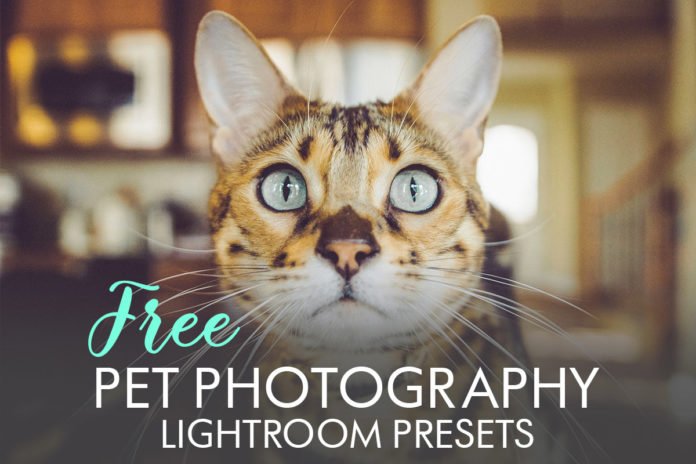 Free Pet Photography Lightroom Presets
