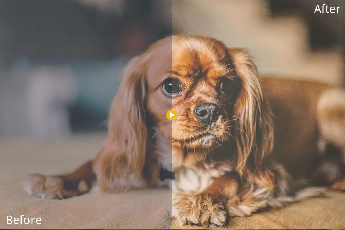 Pet Photography Lightroom Presets Preview 3
