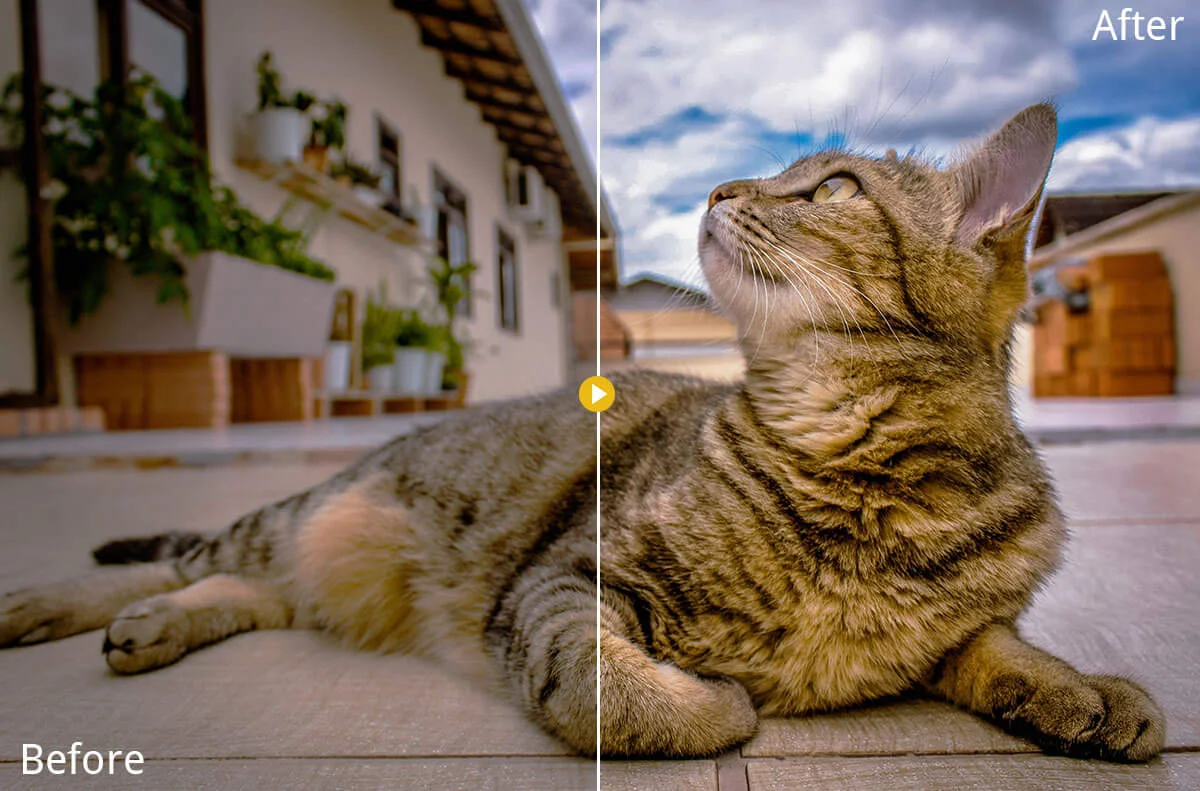 Pet Photography Lightroom Presets Preview 2