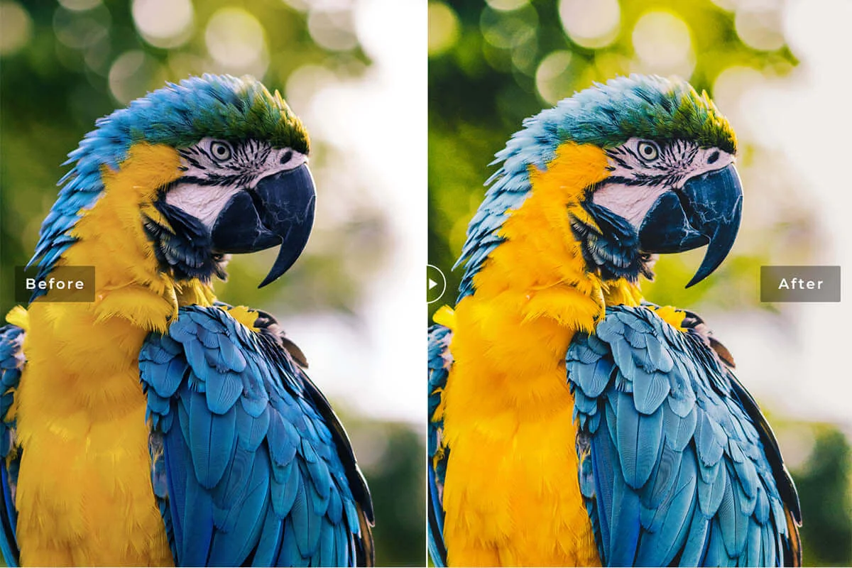 Birds and Wings Lightroom Preset Preview 1