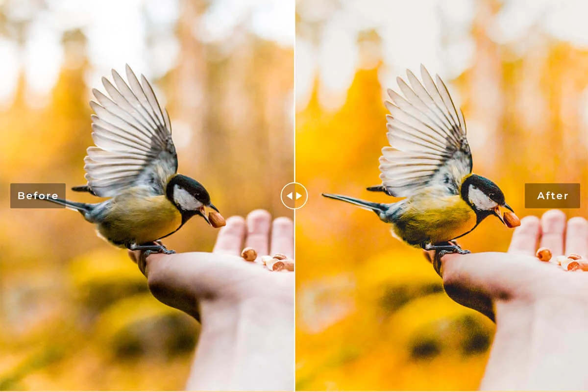 Birds and Wings Lightroom Preset Preview 2