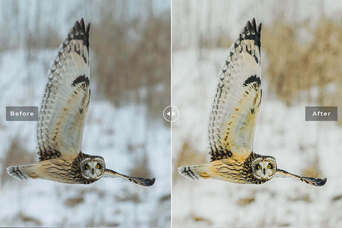 Birds and Wings Lightroom Preset Preview 4