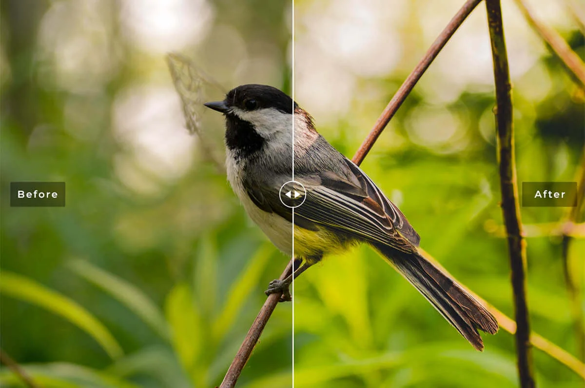 Birds and Wings Lightroom Preset Preview 6