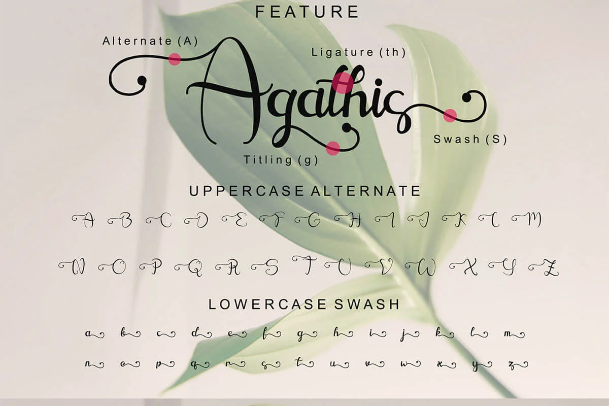 Agathis Script Font Preview 5